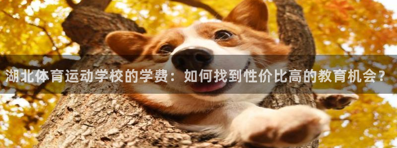 凯发官方正版app集团：湖北体育运动学校的学费：如何找到性价